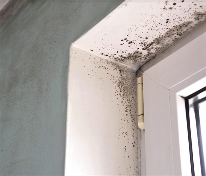 mold growing in the corner of a room by the door