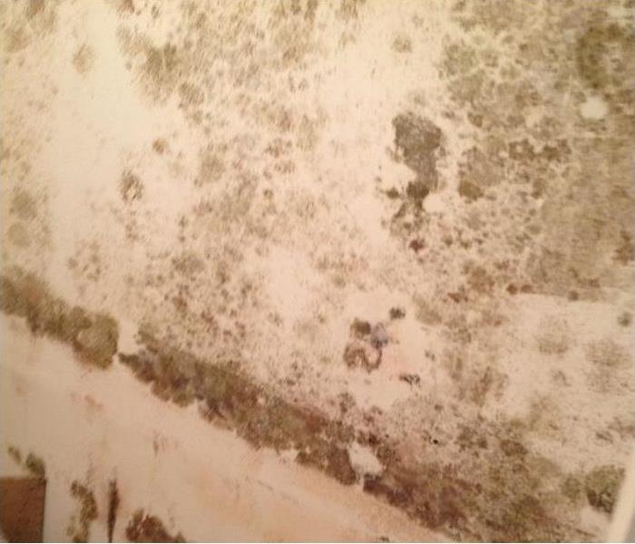 mold growing on wall
