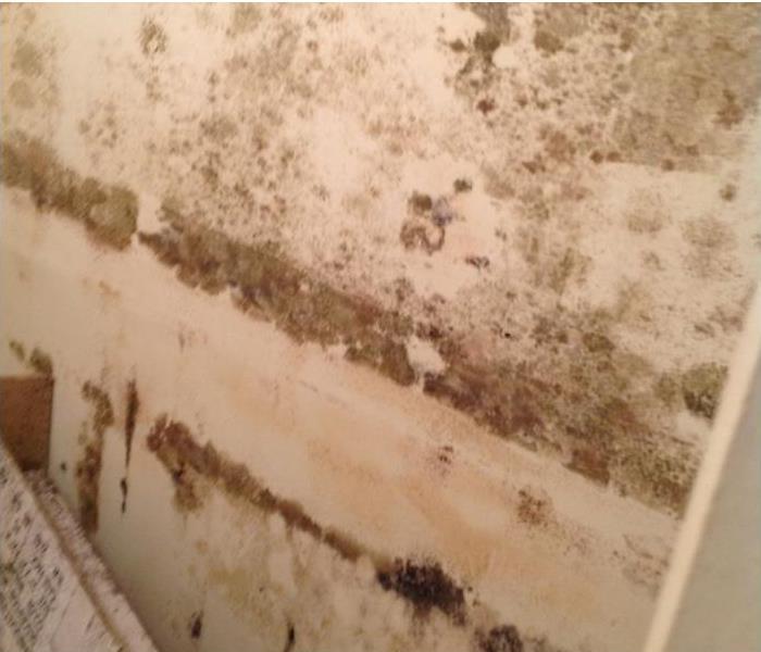 mold damage on a tan wall